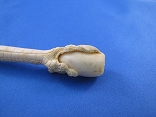 7. Ivory Cigarette Holder